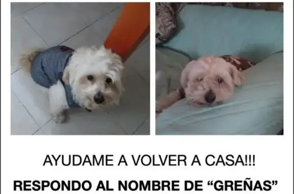 Perro Perdido en Neza: Suéter Café de Cuadros