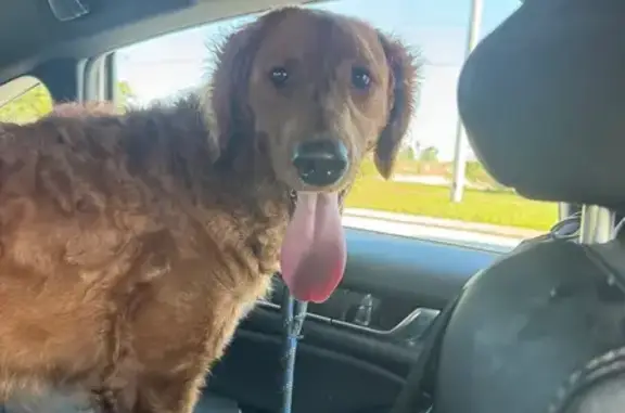 Found dog Jacksonville, photo: Found Young Golden Retriever in Jacksonville