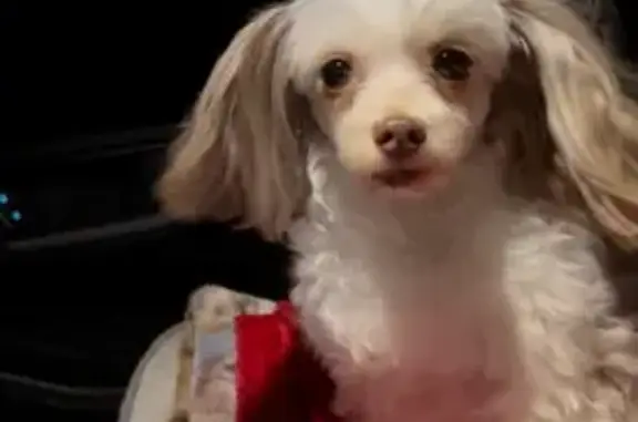 Lost Dog: White/Brown Tan on Jones Rd