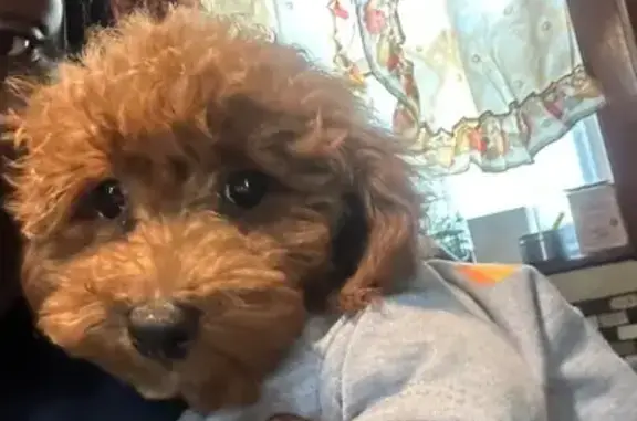 Help Find Bear: Lost Mini Poodle Puppy