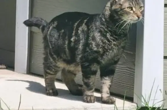 Lost 10-Year-Old Cat in Jensen Beach