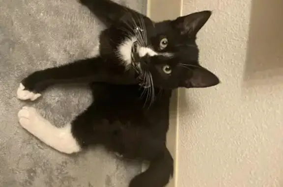 Lost Tuxedo Cat: Morpheus in Salt Lake