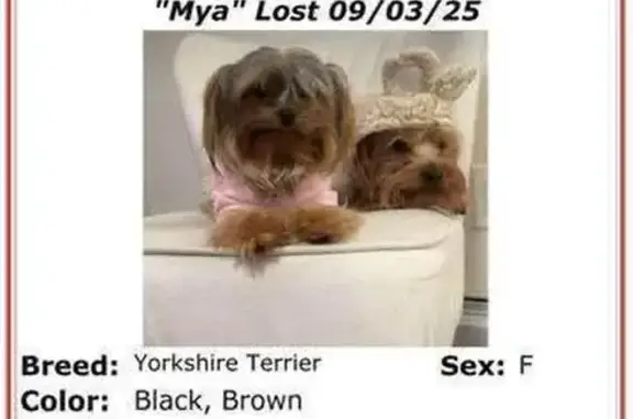 Missing dog New York, photo: Lost Yorkshire Terrier in Flushing, NY