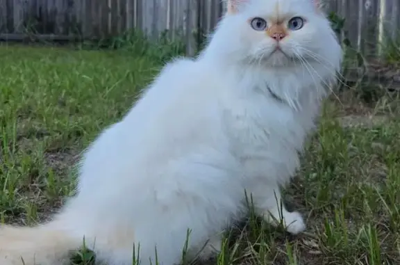 Lost Indoor Cat: White with Yellow Ears