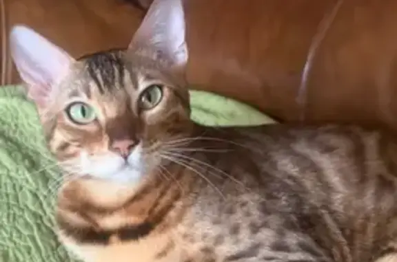 Lost Tabby Cat: Vocal & Spotted in Columbus