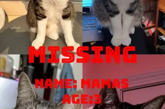 Lost Cat on Richards St, West Haven