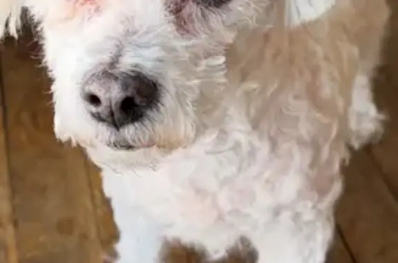 Missing dog Carteret, photo: Lost Friendly Bichon on Clauss St, Carteret