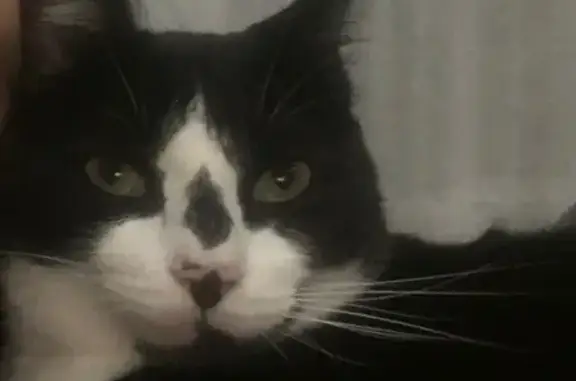 Gato Perdido: Blanco y Negro c...