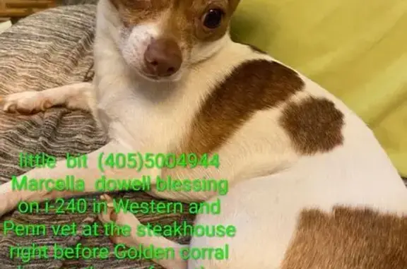 Lost Chihuahua: White/Brown, OKC Area