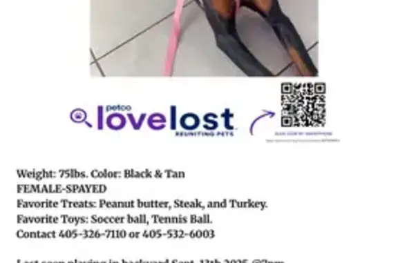 Lost Doberman: Friendly, Floppy-Eared