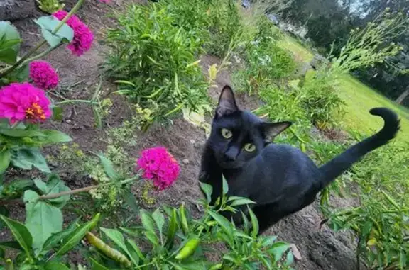 Lost Black Cat: Maplewood Area