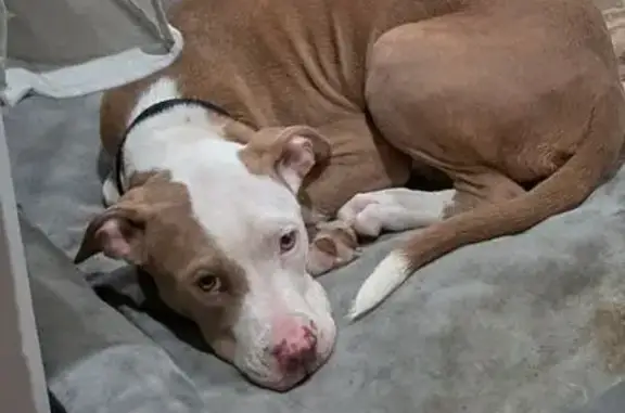 Lost Dog: Tan & White, Skittish at Winget