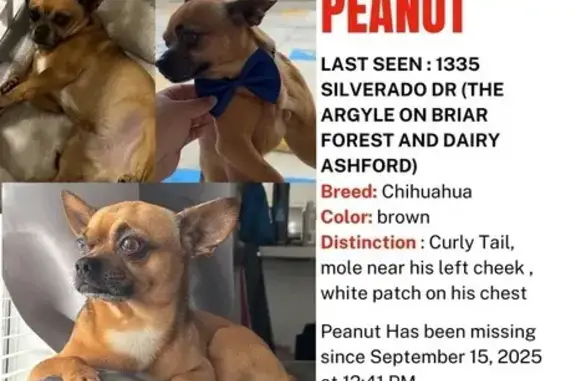Lost Dog: Playful Peanut on Silverado Dr