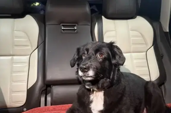 Found pets Montgomery, photo: Friendly Black & White Dog Found in Montgomery