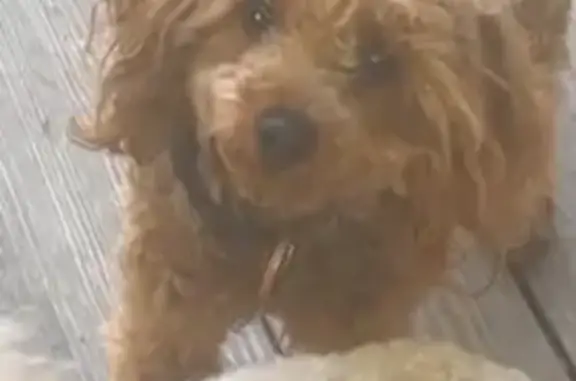Help Find Kash: Lost Red-Brown Poodle Mix