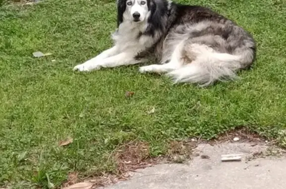 Lost Dog on Driftwood Ave - Needs Grooming