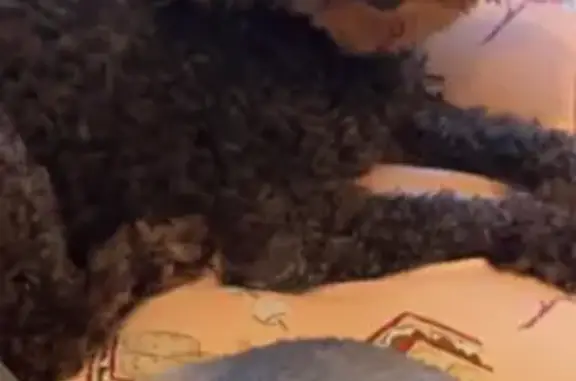 Lost pets San Antonio, photo: Lost Dog Chloe: Missing in San Antonio