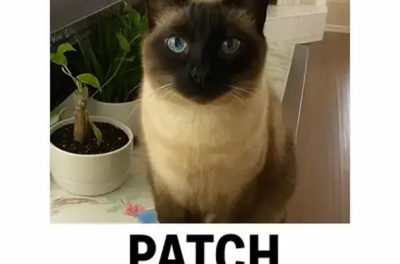 Lost Siamese Cat: Cielo Del Rio, El Paso