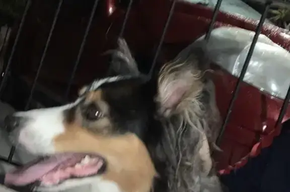 Animales encontrados Zapopan, foto: Perra Dócil Encontrada con Collar Rosa en Zapopan