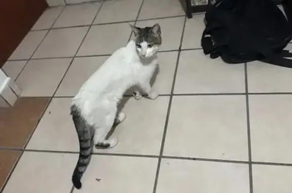 Gato Blanco con Cola Atigrada...