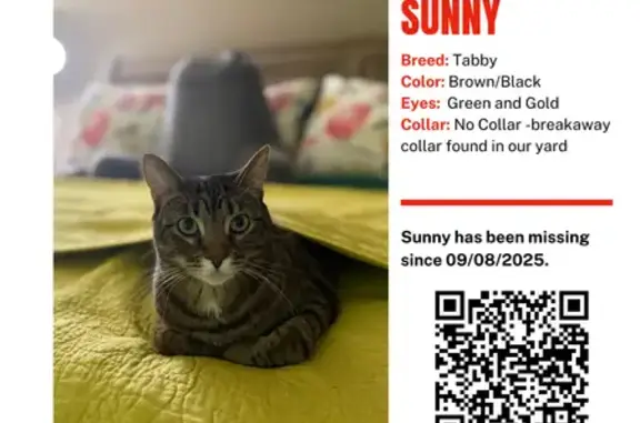 Lost Black & Brown Tabby - Woodinville