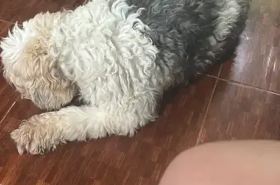 Perro encontrado , foto: Perro Gris y Blanco Hallado en Chimalhuacán