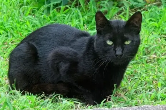 Chat noir perdu à Montigny-le-Bretonneux - photo