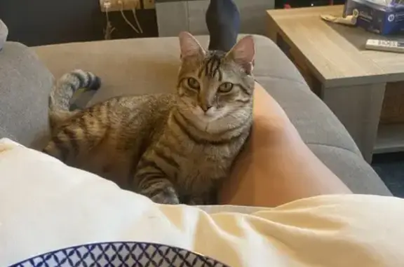Chat perdu à Colomiers, répond à Yaïko - photo