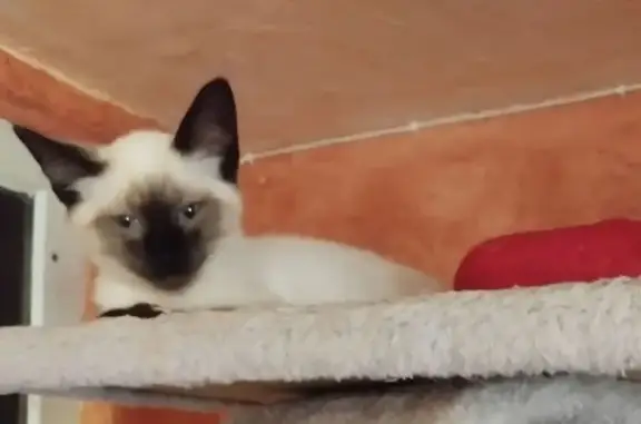 Chat perdu, , photo: Chatte siamoise 4 mois perdue, blessée patte