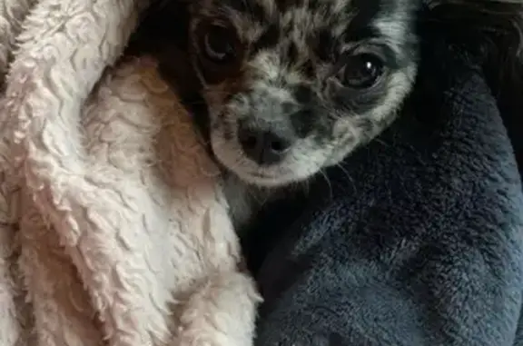 Chien perdu , photo : Chihuahua Peach perdue à Nancy
