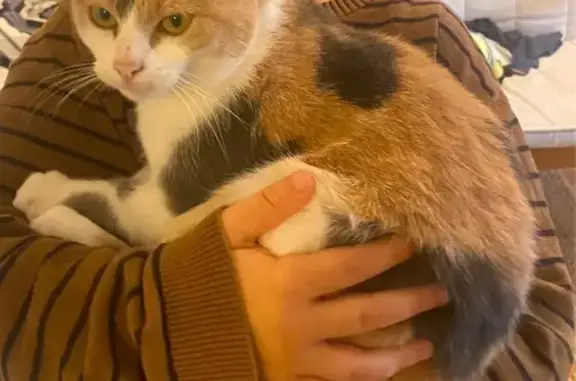 Animaux perdus , photo: Chat perdue, affectueuse à Clermont
