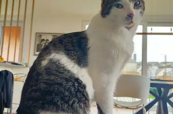 Chat perdu, Quimper, photo: Chat perdu, blanc/tigré, Rue Ampère, Quimper