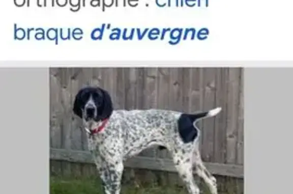 Chienne sourde perdue à Saint-Didier - photo