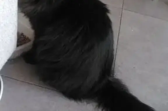 Chat perdu Condé-sur-l'Escaut, voix cassée - photo