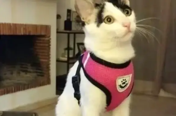 Gatita Cariñosa Perdida en Ros...
