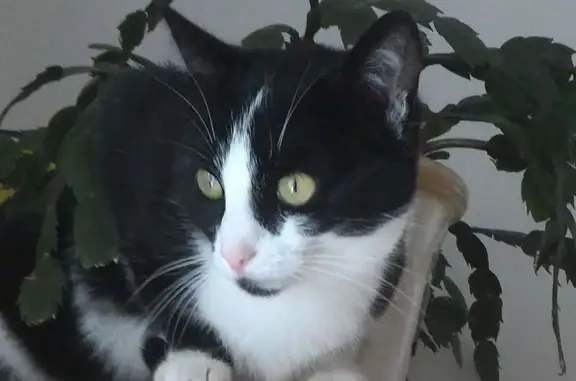 Chat perdu : noir et blanc, craintif, Pellerey - photo