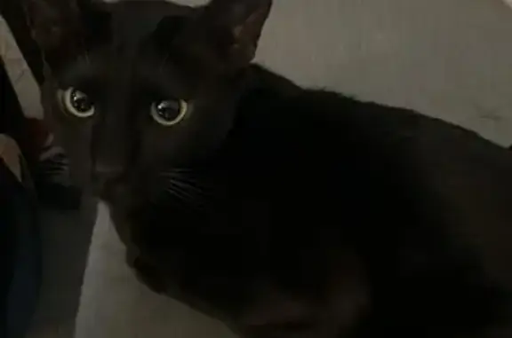 Lost pets Waverley, photo: Lost: Slim Black Cat with Big Eyes