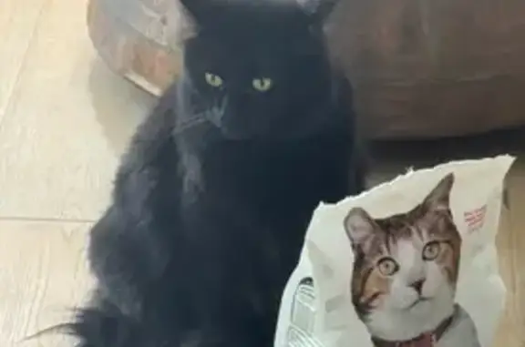Gato Negro Perdido: Necesita Cuidados Especiales