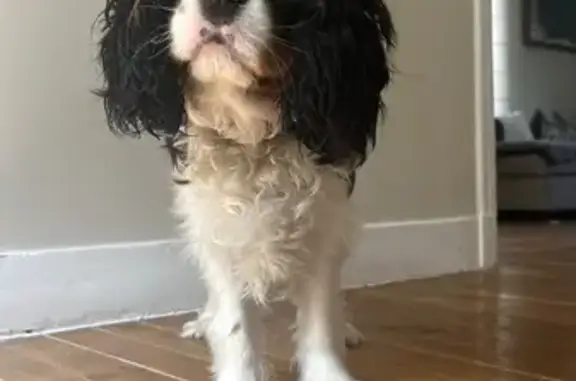 Chien perdu , photo : Chien perdu sans queue, traitement urgent