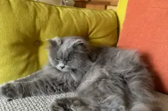Lost Indoor Cat: Help Find Sim...