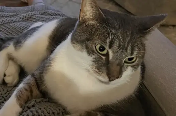 Lost Cat: Friendly Tan & White in Orono