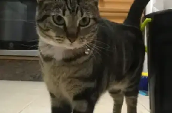 Buscamos a Gato Europeo Gris Perdido en Sant Joan