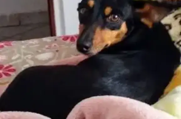 cachorro desaparecida