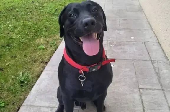 Animaux trouvés Chambéry, photo: Labrador noir trouvé à Chambéry