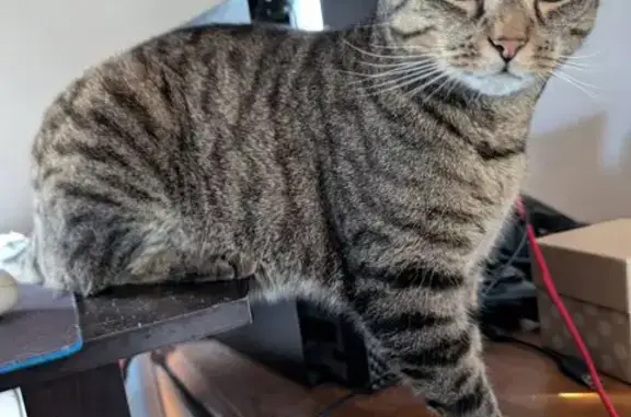 Lost: Brown Tiger Cat on Park Avenue