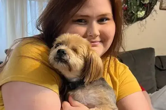 Lost Yorkie Mix: Nellie Needs Help!