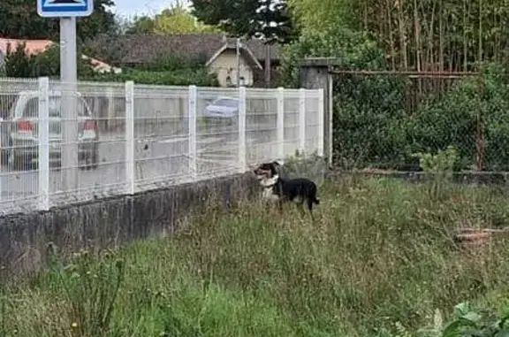 Chien trouvé Gradignan, photo: Chien errant avec collier à Gradignan