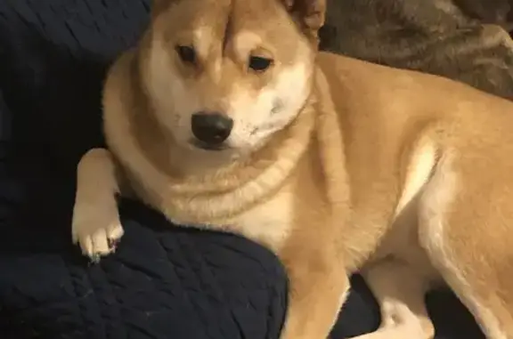 Lost Shiba Inu: Timid, Tan, Curly Tail