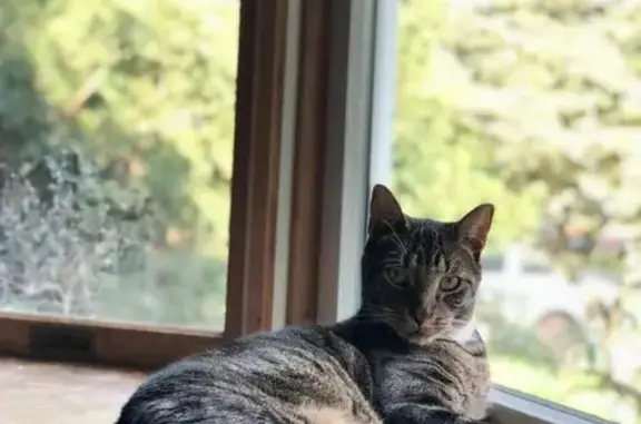 Lost Cat Apollo: Unique Green...