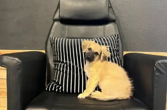Lost Dog: Tiny Tan & Black in Grass Valley